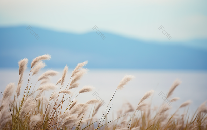 秋天天空朦胧的湖边的芦苇随风摇摆摄影背景,高清,摄影图,摄影图片,图片大全,摄影图免费下载